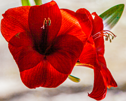 All winter the amaryllis has bided its time, finally to explode with color on the earliest edge of spring.