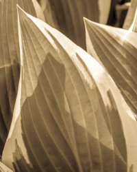 The hosta displays an Asian simplicity in its rhythmic lines and its subtle color patterns, made even more prominent here by the sepia tone.
