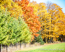 The Magic Wand of Autumn Spread Across the Countryside