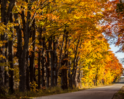 A string of old maples, a gently twisting rural lane, a landscape of ochres and russets—these features brighten our spirits in the peak of autumn.