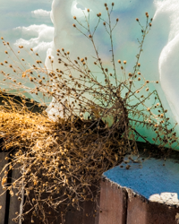 Out of the simplist materials a miniature winter landscape emerges. Snow mimics clouds. Green ice casts Mediterranean shadows. A dried weed poses as a bonsai tree. Winter performs its magic.