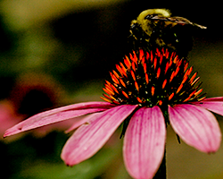 A bumble bee lands skilfully on an echinacea cone.