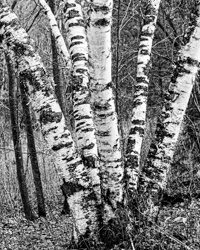 A clump of arboreal zebras parade their stripes showily in the landscape.