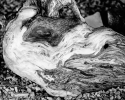 The roots of the eastern white cedar with their abstract beauty spur the imagination. Is that the head of a dragon, its nostril flared, cautiously eyeing its prey?