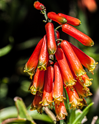 Like a string of firecrackers or a cluster of cigars, these red-orange tube flowers are bold and brassy.