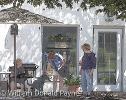 Beneath dappled summer shade two dogs luxuriate in the warmth of human attention.