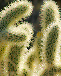 The sharp cactus spines soften in the sunlight.