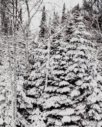 Cottony snow decorates the boreal trees, forming a North Woods fantasy land.