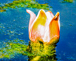 Water morphing into lily, lily morphing into water.