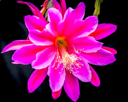 An epiphyllum explodes in a blast of fragrant pink.