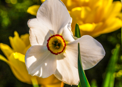 Like a hypnotizing eye, the daffodil stares into the spring sunshine.