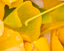 The first autumn snow drops golden gingko leaves in rich piles. Like tiny fans or umbrellas or butterflies, they ignite our imagination as we live on the thin edge between fall and winter.
