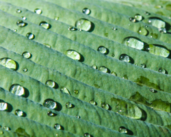 Water droplets like tiny planets move in their orbits around a hosta leaf.