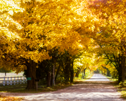 This Door County, WI, lane beckons us to disappear into its golden autumn light.