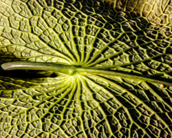 The underside of this leaf is a fractal delight.