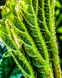 Prickly leaves form a fractal trumpet.