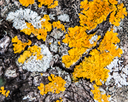 Grey and ochre lichens spread like splatters of paint, creating their own compositions.