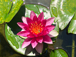 Like a fancy dessert at a five-star restaurant this rose lily sits elegantly on a plate of green pads.