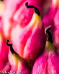 Seed pods shimmer like translucent hot pink figs.