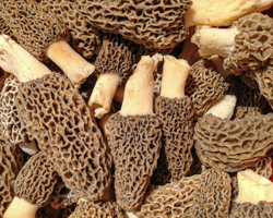 Morels decorate their cone umbrellas with intricate gridwork.
