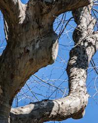 The knotty arms of a sycamore tree flaunt their muscularity.