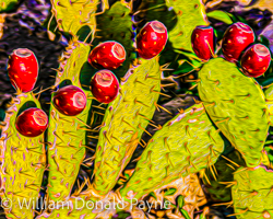 The prickly pear cactus simultaneously beckons with its colorful fruit and threatens with its piercing thorns.