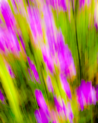 Pink Obedience plants form a striking abstract painting thanks to some creative camera tricks.