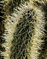 A cactus finger thrusts upwards in spiny splendor.