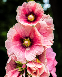 Like proud pink satellite dishes the hollyhock flowers angle toward the sun.