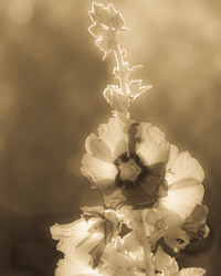A soft spiral of petals is bathed in sepia tones.