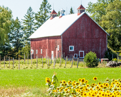 A Wisconsin barn is foregrounded by a field of golden sunflowers.