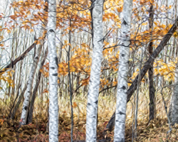 The burnished leaves of winter beeches set off the stark beauty of young birches.