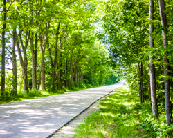 A string of old maples, a gently twisting rural lane, a landscape of summer green—these are the elements of summer serenity.
