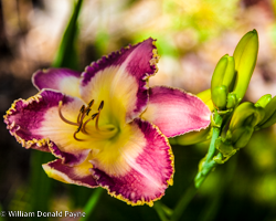 A flush of fresh wine tints the petals while spidery stamens twist skyward cupped in a yellow glow.