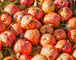 Autumn winds pile up wild apples to the delight of native deer.