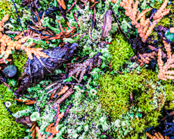 The boreal habitat of the North Woods creates rich patterns of mosses, cedar leaves, stones, and lichens.